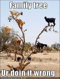 Pin By Dana Schreffler On Genealogy Funnies Funny Animal Photos Goats Funny Genealogy Humor