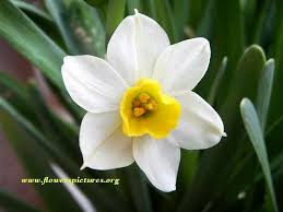 March Birth Flower Tattoo Ideas Narcissus Flower Search Tattoos Birth Flowers March Birth Flowers Narcissus Flower