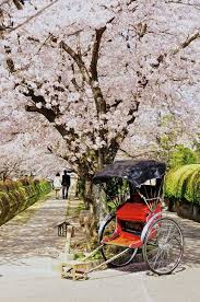 Cara menggambar pemandangan gunung fuji dan sakura youtube. Sakura Road In Kyoto Japan Pemandangan Tempat Yang Indah Jepang