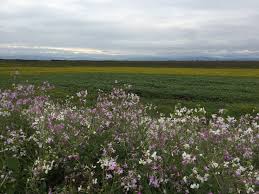 They offer a variety of recreation opportunities and act as a vital buffer against further marsh development. Viewing Wildlife At Grizzly Island Wildlife Refuge The Norcal Hiker