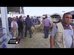 Hayvan Pazari Nigde Youtube