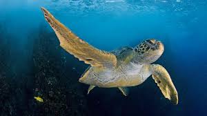 New in this sense means bad and for many people that it's a problem one would hope nascar works hard on to correct the next time a track dumps down new asphalt. Monday Feb 22 Pristine Seas The Power Of Protection And The Race To Save Our Oceans