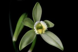 Image result for Vanilla polylepis