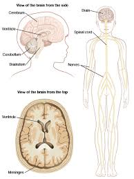 The central nervous system and the peripheral nervous system. Anatomy Of The Child S Nervous System