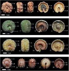 Image result for Menispermaceae