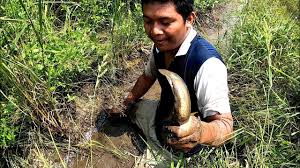 Gagau ikan di sawah padi. Gagau Ikan Di Sawah Padi Youtube