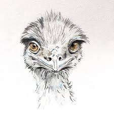 Some Animals Just Really Overachieve In The Derpface Category Such As The Emu My Husband And I Encountered Quite A Lot Of Baby Emus An Emus Art Art Animals