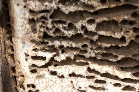 Die ameisennester werden entweder im garten sein, oder unter losen steinplatten, oder morschem holz zu vielmehr sind die ameisen, die sie im haus antreffen außerhalb des hauses ansässig. Bestohygienica Ameisen Okologische Schadlingsbekampfung