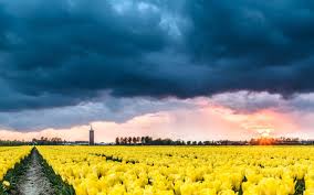 Aceda também aos portais institucionais da casa real, gover, parlamento ou supremo tribunal. Papeis De Parede Paises Baixos Campo De Flores De Tulipas Amarelas Nuvens Por Do Sol 1920x1200 Hd Imagem