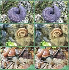 Schulisches Schnecken Achatschnecken Schulideen