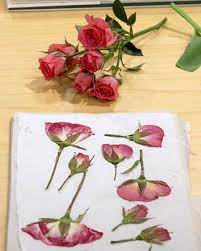 Drying pressed flowers in microwave. Pressing Flowers With Janie Martha Stewart
