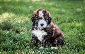 Our lake road sadie and louie has had eight beautiful multi gen english goldendoodle puppies and lake road kaylee and cooper had 11 beauiful standard size goldendoodles!!!! Home K C Hidden Mysteries Farm