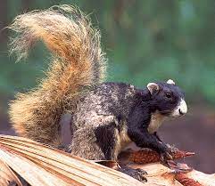Bi Colored Squirrel Animals Friends Fox Squirrel Weird Animals