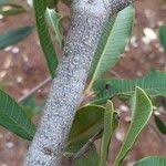 Image result for Ozoroa paniculosa