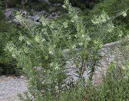 Image result for Gomphocarpus fruticosus