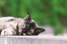 Herbal Treatments For Hemagiosarcoma Full Circle Veterinary Alternatives