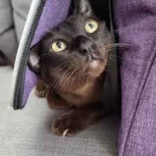 (and let's not forget the farm bunny i kept shelter pets in mind as i got ready to make my diy cat cave. Diy Cat Cave Siamesecats