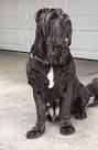 PuppyFind | Neapolitan Mastiff Puppies for Sale