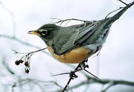 Symbol lists amphibians animals (mammals) bats beverages birds butterflies cats colors crustaceans dances dinosaurs dogs emblems firearms fish flags flowers. The Surprising Stories Behind Michigan S State Symbols Mlive Com