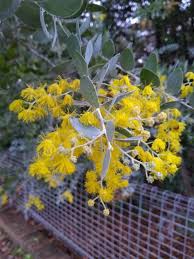 Image result for Acacia podalyriifolia