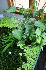 The Spawning Pool 75g Shallow Square Been Pretty Surprised About Growth The Riparium Plants Have R Indoor Water Garden Planted Aquarium Aquascape Aquarium