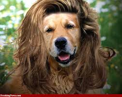 Dog With Long Hair Dog With Wig Animal Humor Dog Animals