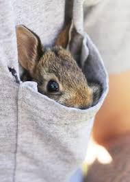 Find & download free graphic resources for cute animals. 75 Cute Baby Animals Ideas Baby Animals Animals Cute Baby Animals