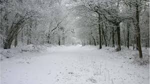 The woods cover approx 207 hectares and are a remnant of the forest of bere. Stoke Park Wood Woodland Trust