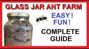 Easy Glass Jar Ant Farm - How To Make - Fun Easy Cheap Free - Complete  Guide! - Youtube