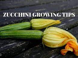 Maybe you would like to learn more about one of these? Everyone Can Grow Zucchini Gardening Channel