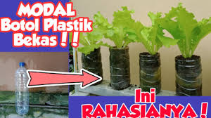 Metode ini adalah seperti metode tanaman hidroponik. Cara Mudah Tanam Sayuran Di Botol Plastik Bekas Youtube
