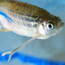 Jun 28, 2021 · if you notice your fish appear stressed and chase each other outside of breeding, it could signal problems with your tank. Anchor Worm Pond Treatment Guide 2021 Best Methods Pond Informer