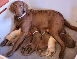 Puppyfinder.com is your source for finding an ideal chesapeake bay retriever puppy for sale in usa. Chesapeake Bay Retriever Pups Available