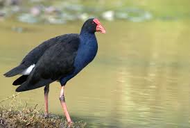Pukeko New Zealand Birds Online