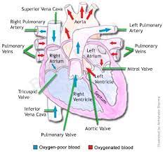 Heart Diagram Diagram Picture Heart Diagram Human Heart Anatomy Human Heart Diagram