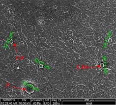 Maybe you would like to learn more about one of these? Essential Oil And Glandular Hairs Diversity And Roles Intechopen