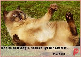 Hemen Hemen Her Kedinin Cilgin Bir Ani Vardir Kedi Kedisever Patiaski Kedi Kedi Kopek Kopek