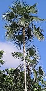 Image result for Coccothrinax