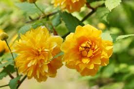 Image result for Kerria japonica
