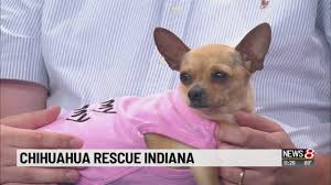 Find corgi puppies for sale with pictures from reputable corgi breeders. Chihuahua Rescue Indiana Youtube