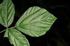 Image result for Hylodesmum repandum