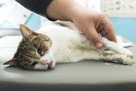 en olumcul 5 kedi hastaligi ukala hayvan