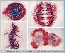 Reproduksi aseksual akan terjadi dalam sel ini yang akan digunakan untuk mengganti sel dalam pertumbuhan ulang. Skema Mitosis Yang Terjadi Pada Sel Yang Memiliki Dua Pasang Kromosom Brainly Co Id