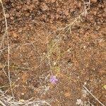 Image result for Wahlenbergia abyssinica