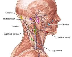 Lymph Node Locations Diagram Wiring Diagrams