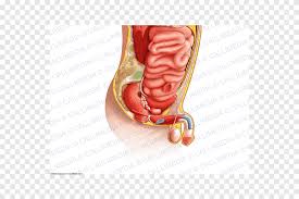 The cavity of trunk is divided by the diaphragm into an upper part called thoracic cavity and the lower part called the abdominal cavity. Abdomen Organ Pelvis Anatomy Human Body Pelvis Anatomy Human Body Png Pngegg