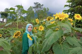 Karena bunga matahari yang ada disini sangat kece untuk dijadikakn tempat untuk berfoto. Megastar Batu Serunya Ketemu Kuda Lucu
