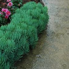 Image result for Senecio deltoideus