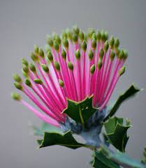 Pin On Flowers And More Flowers