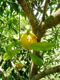 Pin On Fruits Herbs Spices Vegetables